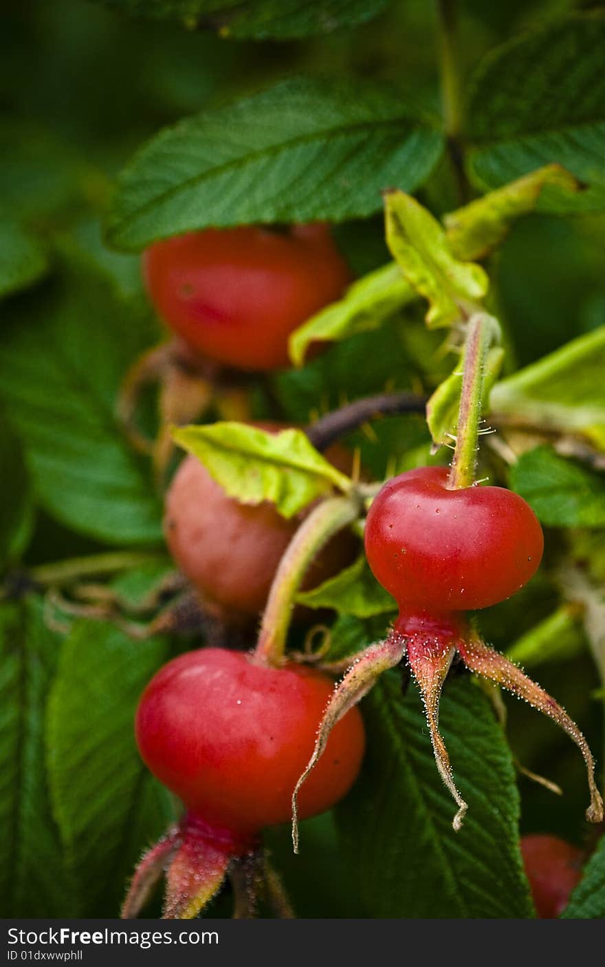 Fruit Buds