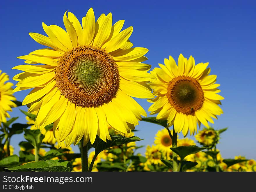 Field of flowers of sunflowers