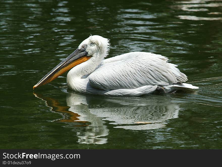 Dalmatian Pelican swimming