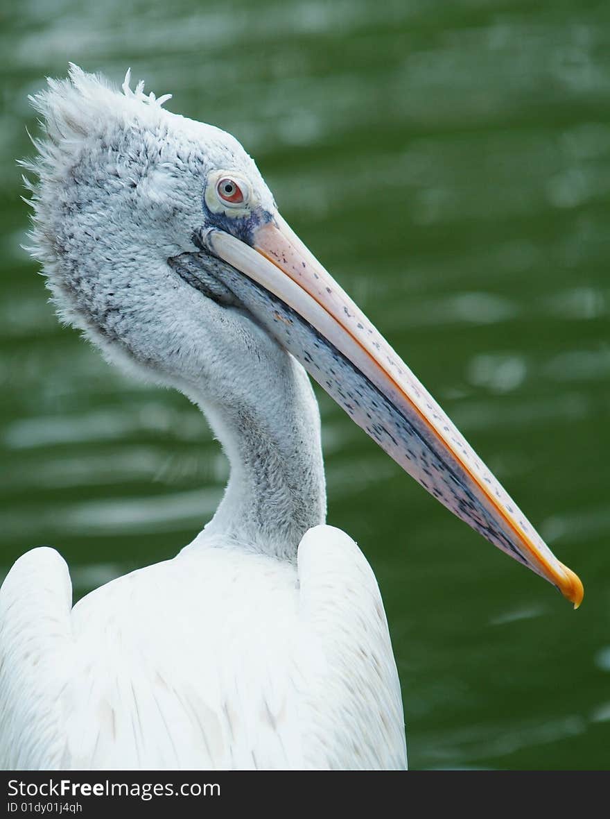 Head of young Dalmatian Pelican on a green background.