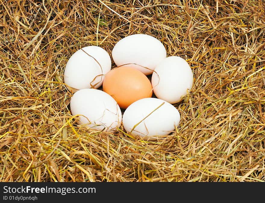 Five white eggs on straw and one yellow eggs on center. Five white eggs on straw and one yellow eggs on center