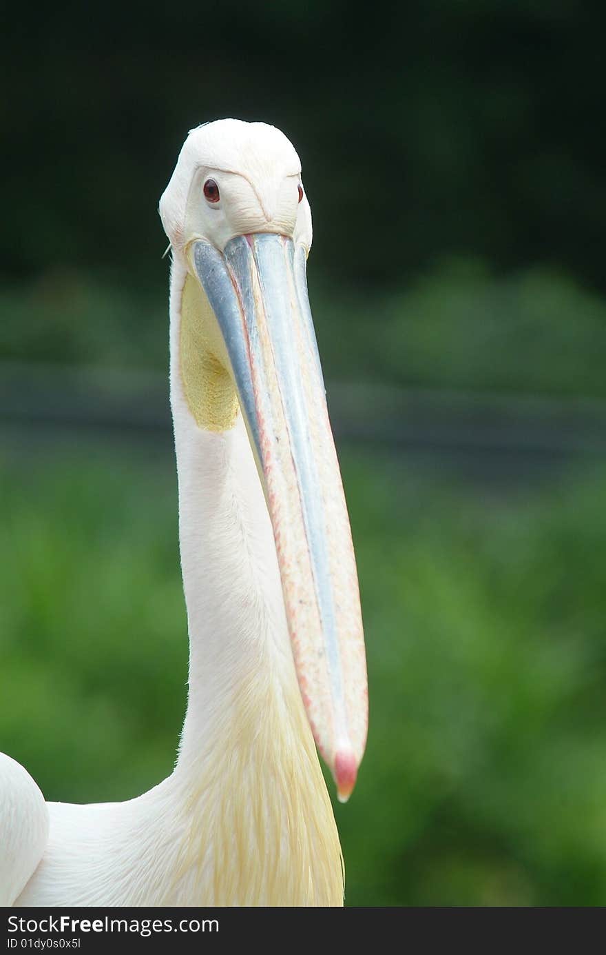 Head of Great White Pelican, Pelecanus Onocrotalus. Shallow depth of field with focus on the head.