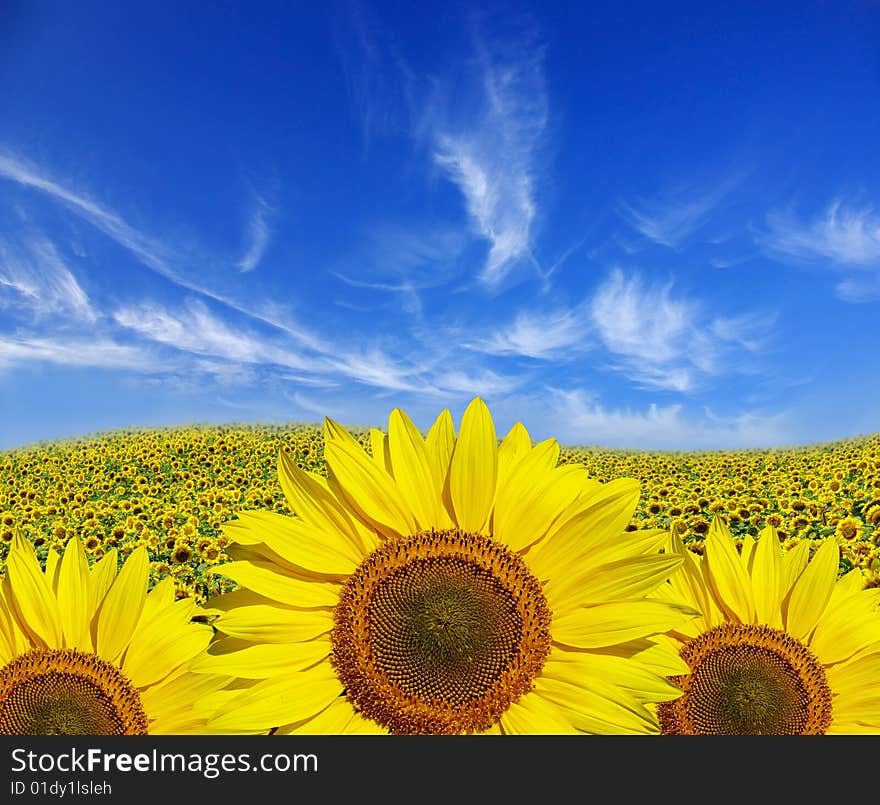 Field of sunflowers on Ukraine