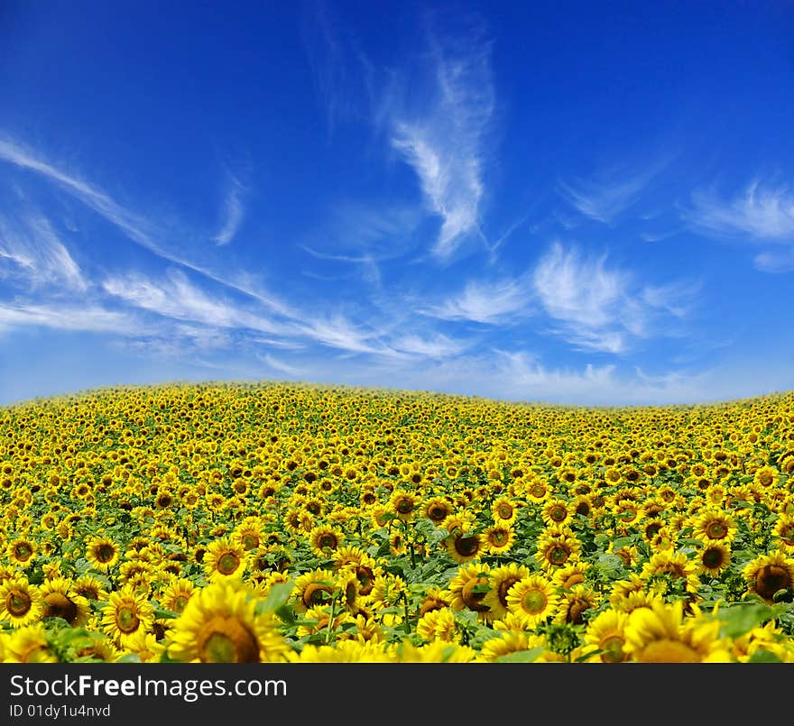 Field of sunflowers on Ukraine