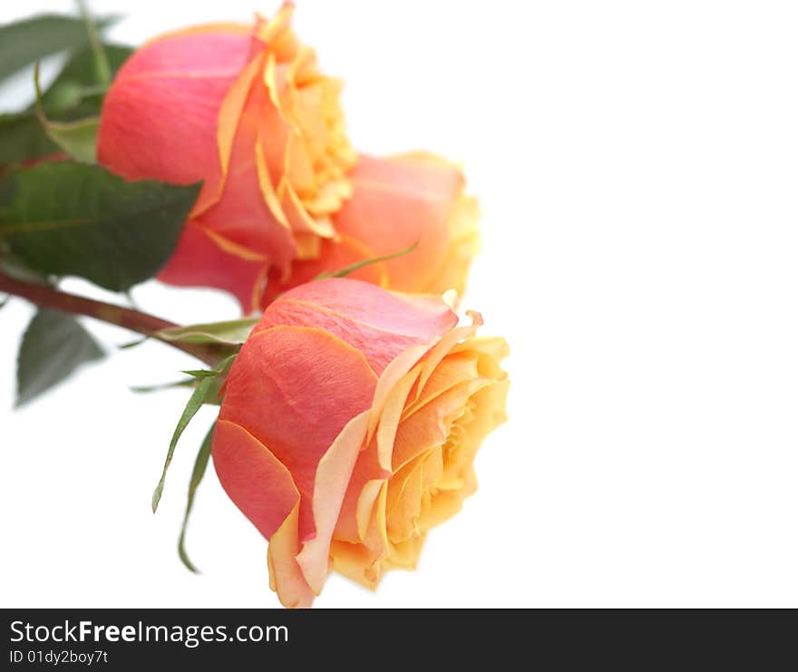 Three tender pink-yellow roses isolated on the white background