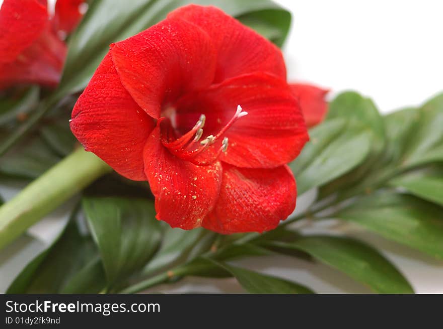 Bouquet with bright red lily and big green leaves on white background