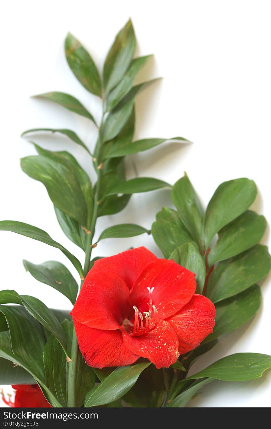 Bouquet With Bright Red Lily And Big Green Leaves