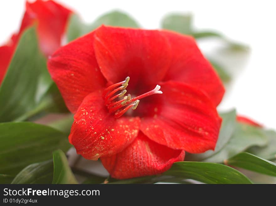 Red lily with big green leaves on white background