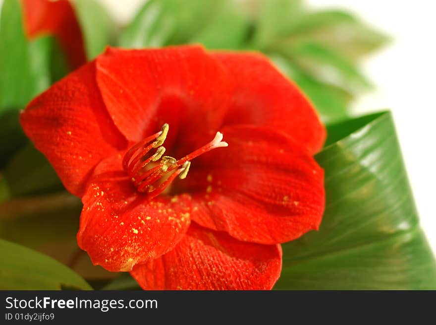 Bright red lily with big green leaves on white background