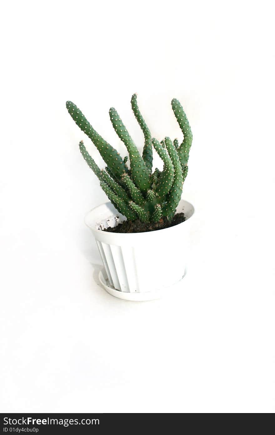 Cactus in flowerpot