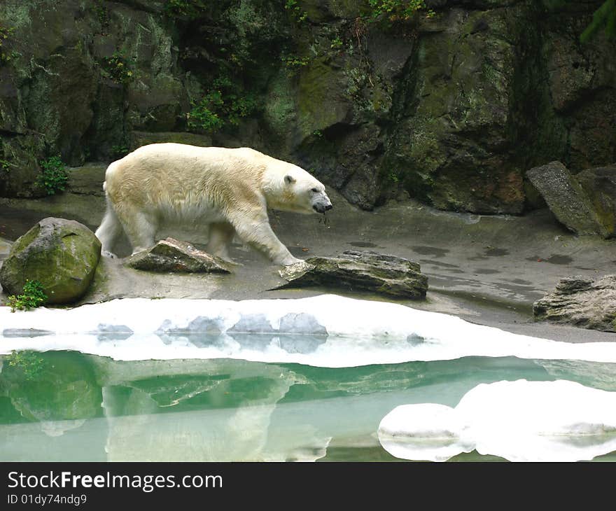 Big polar bear walking by the icy water