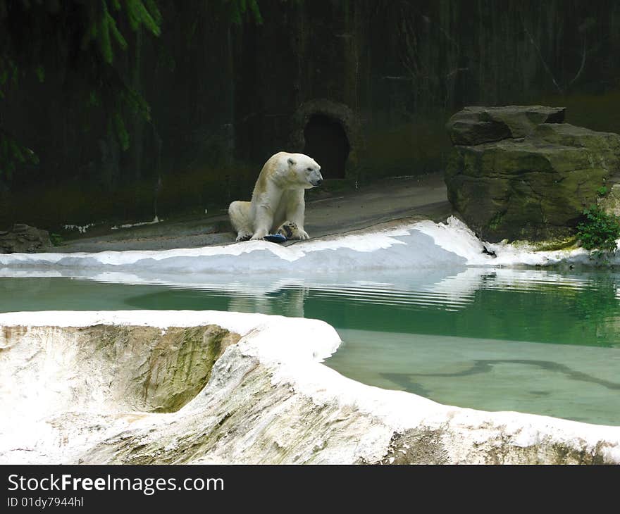 Big polar bear at the New York Zoo