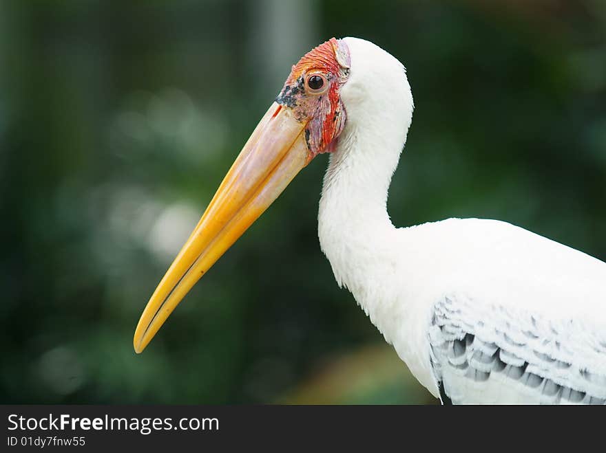 Painted stork, Mycteria leucocephala, on a green, blurred background.