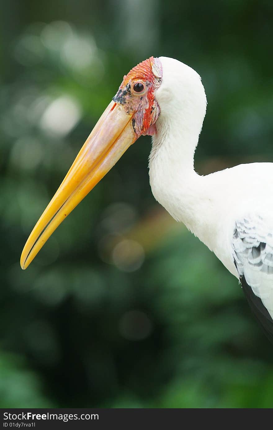 Painted stork, Mycteria leucocephala, on a green, blurred background.