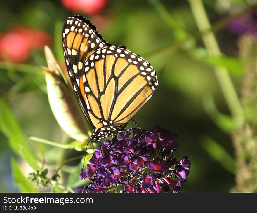 Monarch butterfly