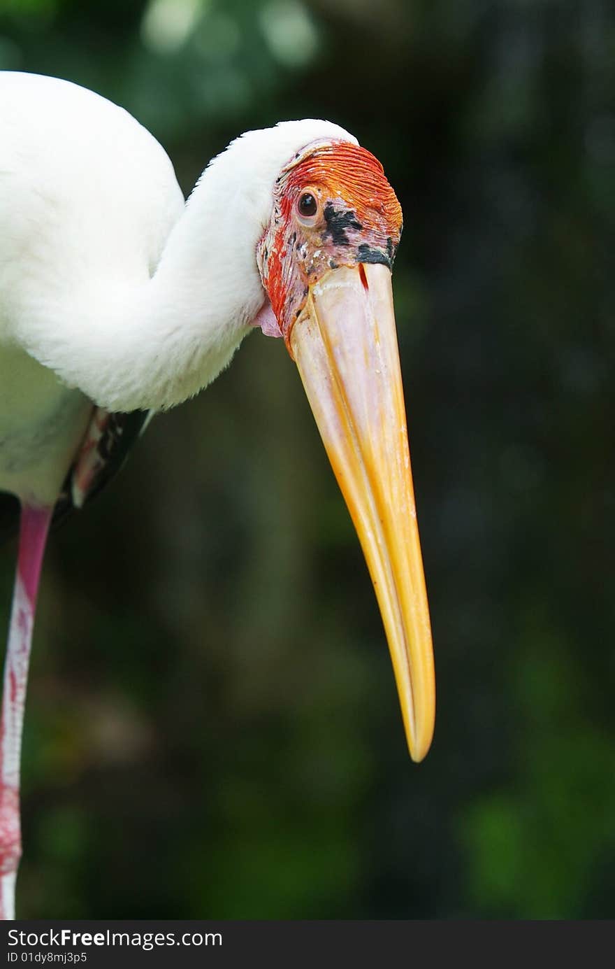 Painted stork, Mycteria leucocephala, on a green, blurred background.