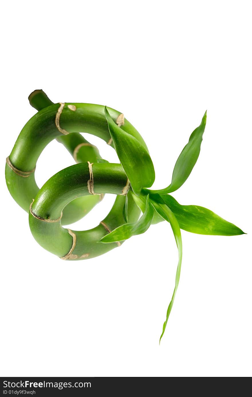 Green bamboo isolatd on white background 1. Green bamboo isolatd on white background 1