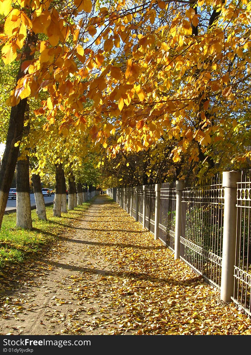 Aumumn alley in the city. Trees with golden foliage