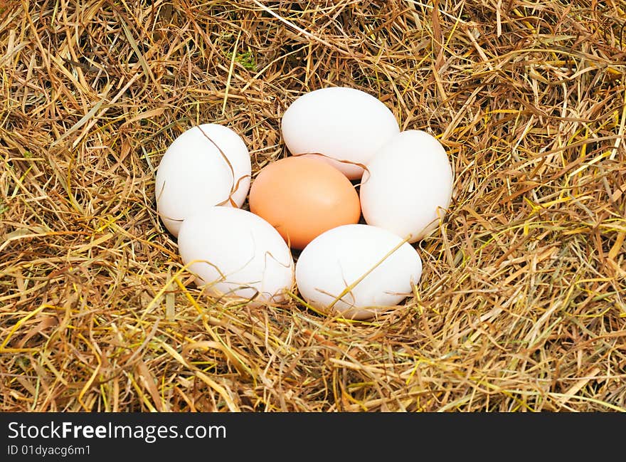 Five white eggs and one yellow egg