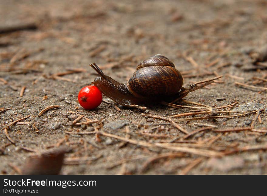 The snail creeps on sand and needles through a mountain ash berry. The snail creeps on sand and needles through a mountain ash berry.