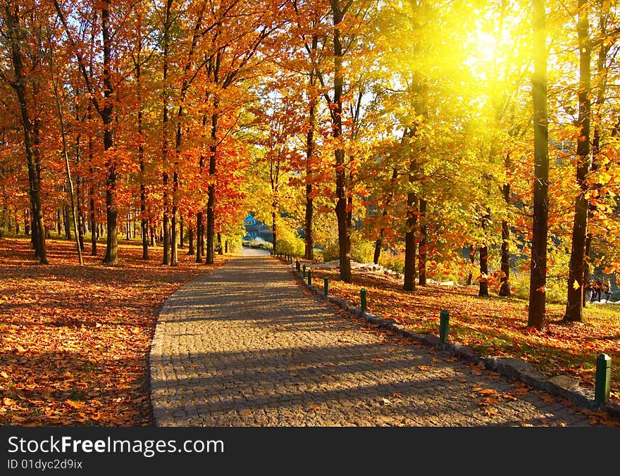 Autumn in the park on sunny day