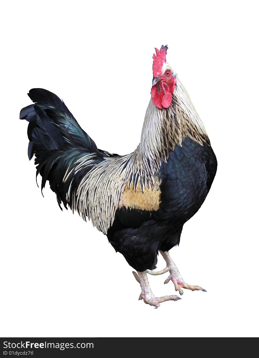 Local rooster isolated on a white background