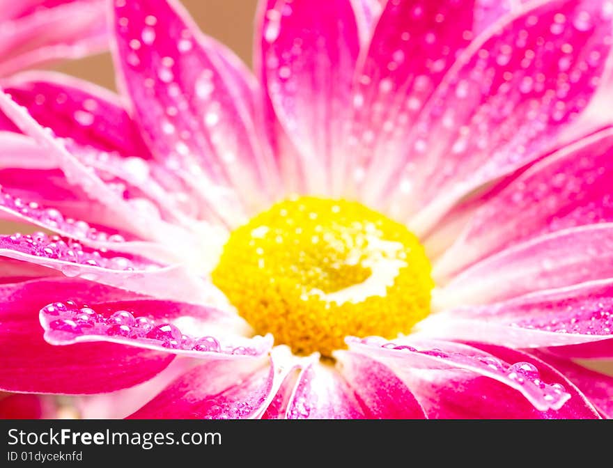 Close-up of pink gerbera