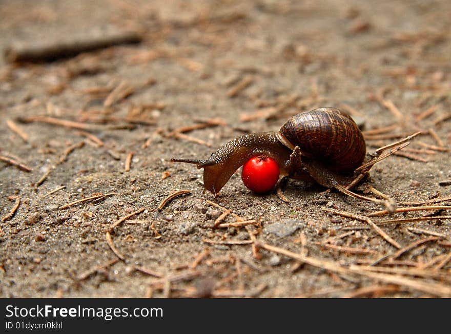 The snail creeps on sand and needles through a mountain ash berry. The snail creeps on sand and needles through a mountain ash berry.