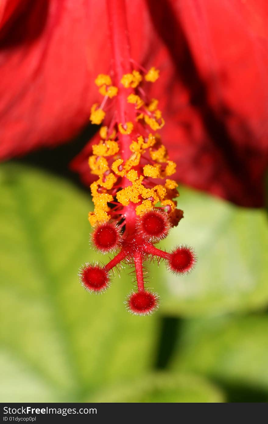 Hibiscus