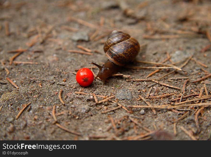 A snail and an ashberry among the sand and needles. A snail and an ashberry among the sand and needles.