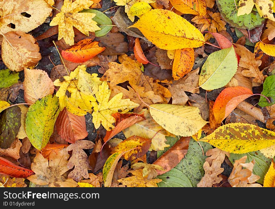 Many-coloured autumn leaves lay a carpet background