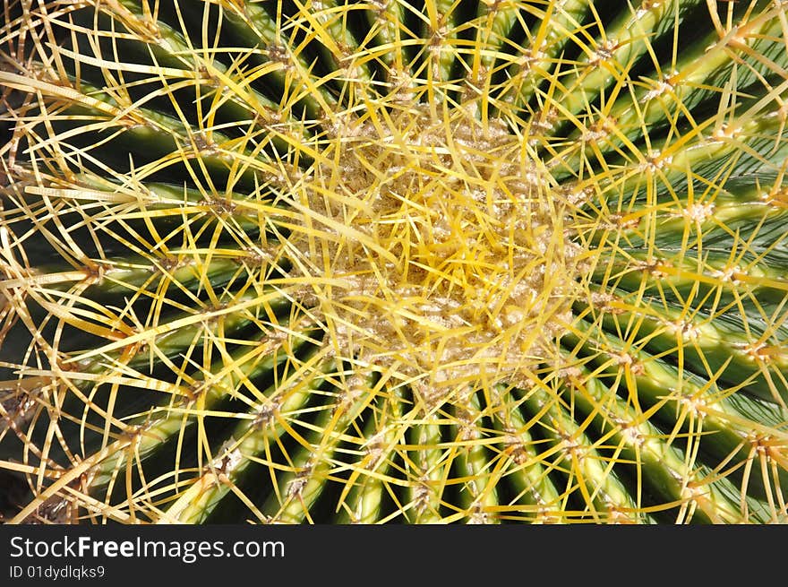 Closeup of a succulent plant