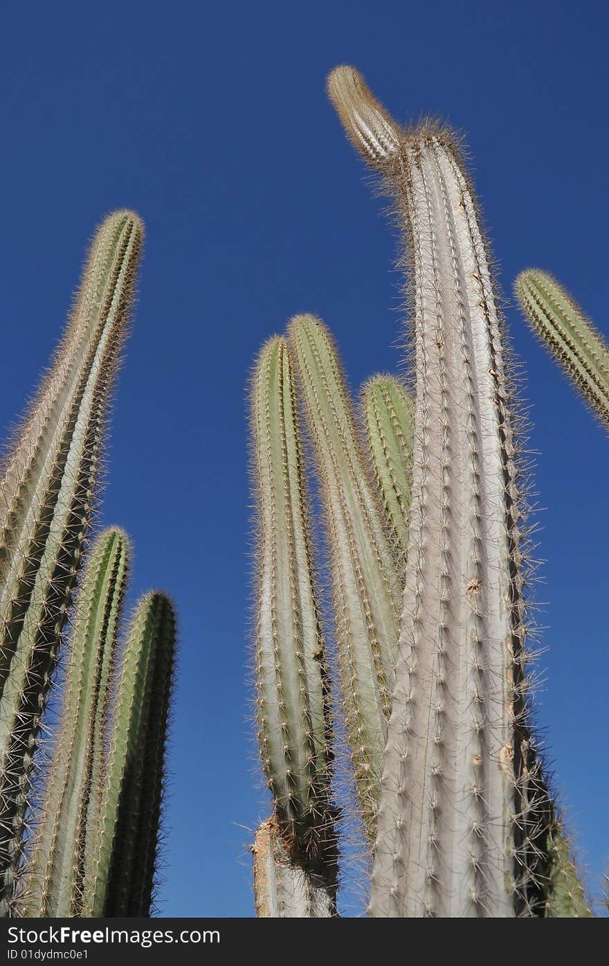 Green cactus on dark blue sky