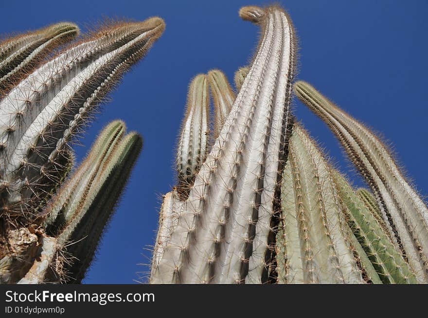 Green cactus on dark blue sky