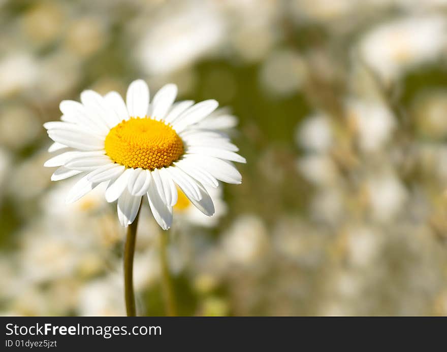 Camomile on camomile field background