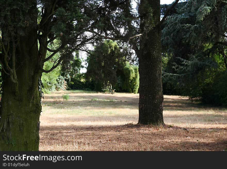 A park with trees and busches. A park with trees and busches