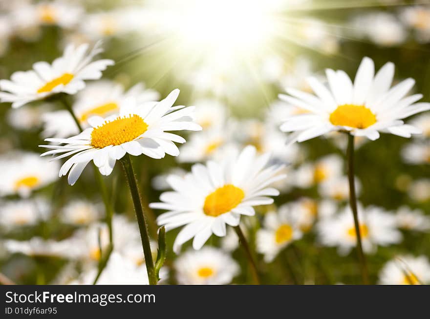 Camomile field and bright sun