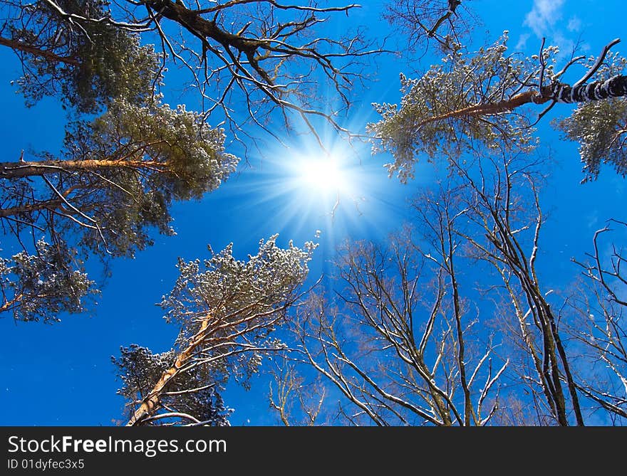 Snowy trees on blue sky background. Snowy trees on blue sky background