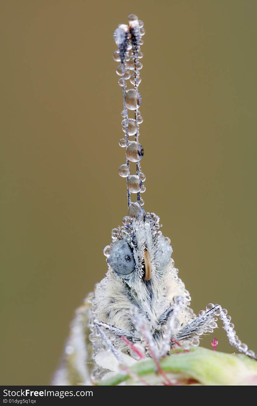 Close up butterfly portrait with waterdrops. Close up butterfly portrait with waterdrops