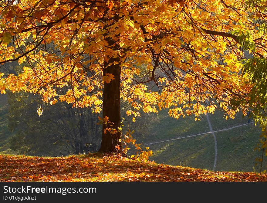 Autumn in the park on sunny day