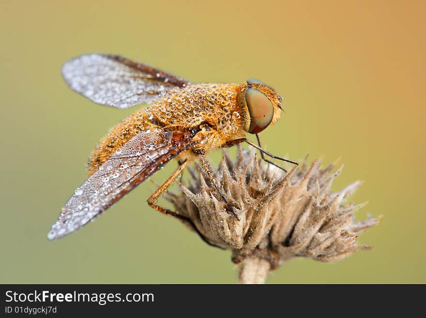 Macro fly on the flower with waterdrops