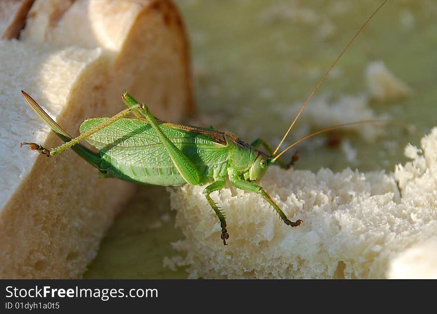 The green grasshopper sits on bread. The green grasshopper sits on bread