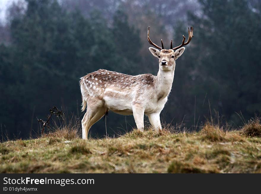 Stag