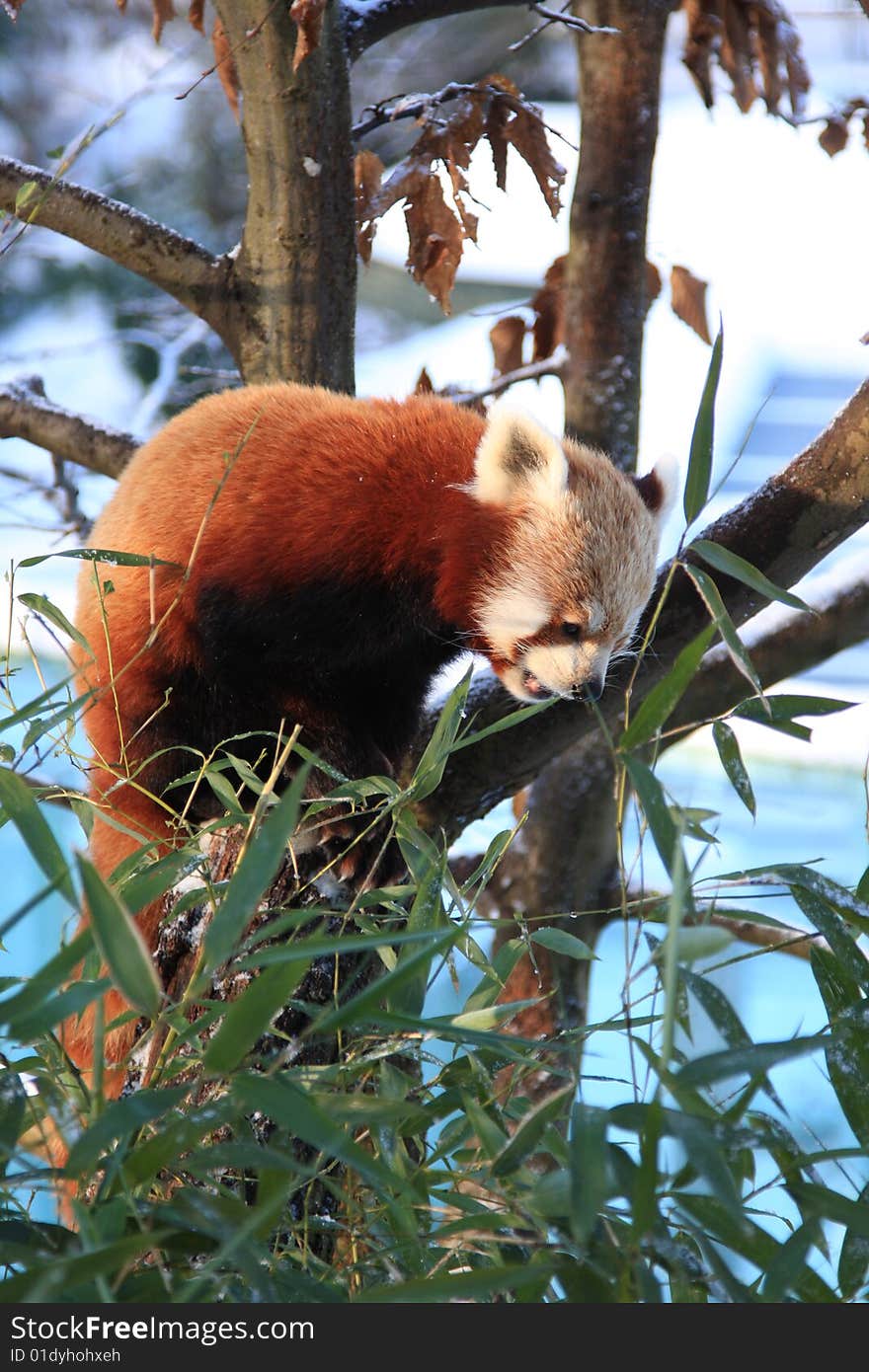 Little red panda eating bamboo