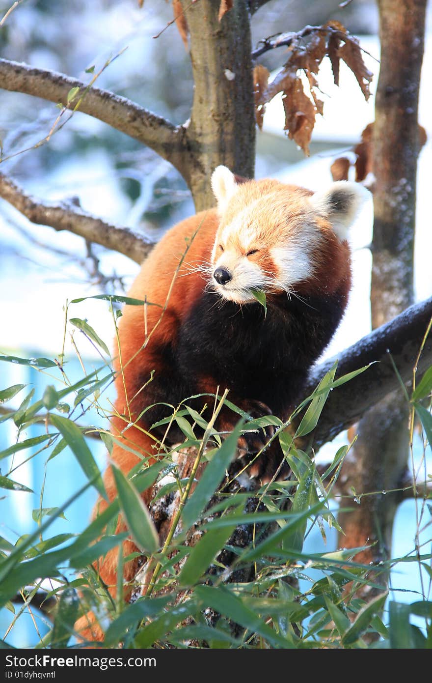 Little red panda eating bamboo