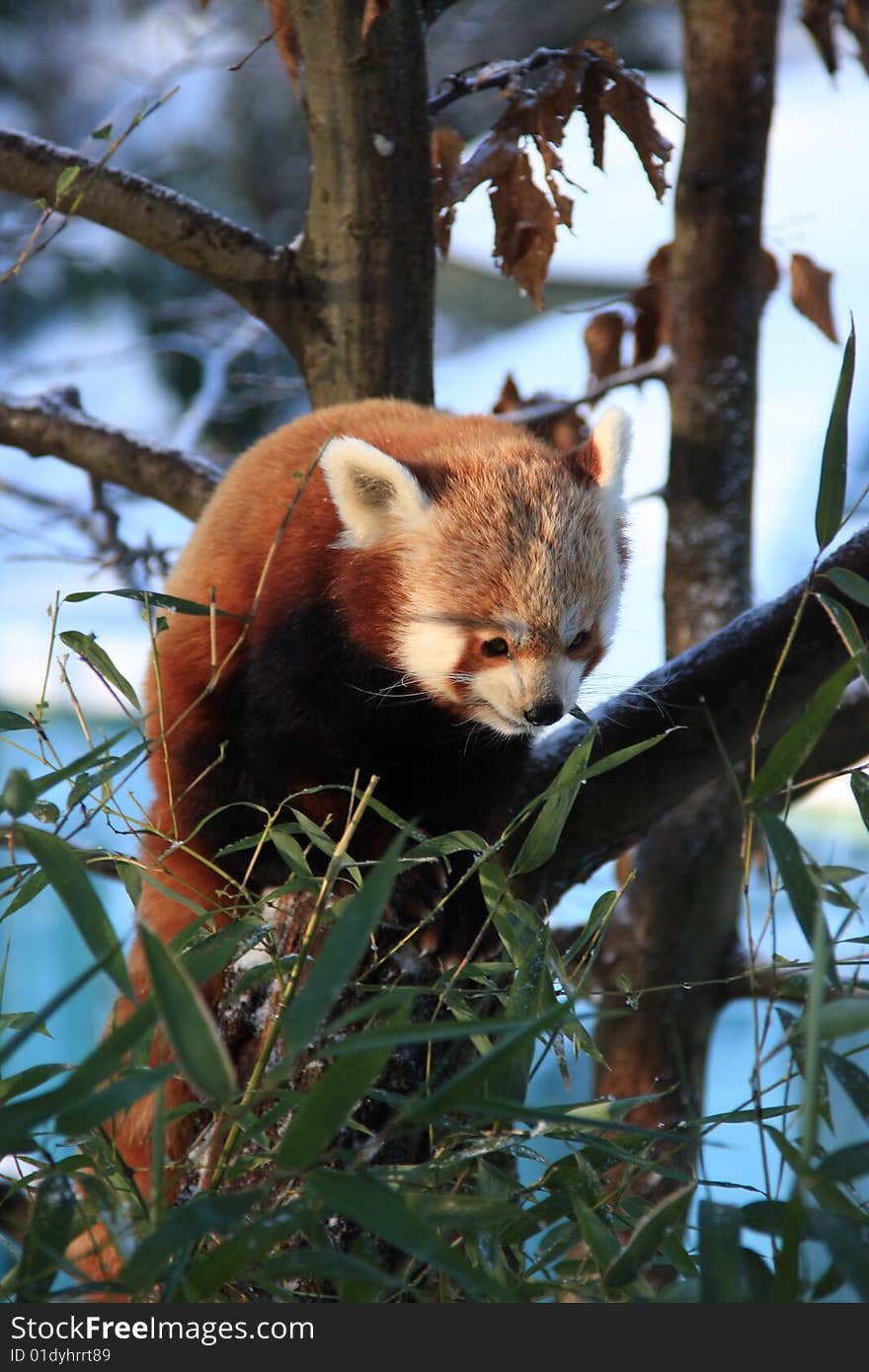 Little red panda on the tree