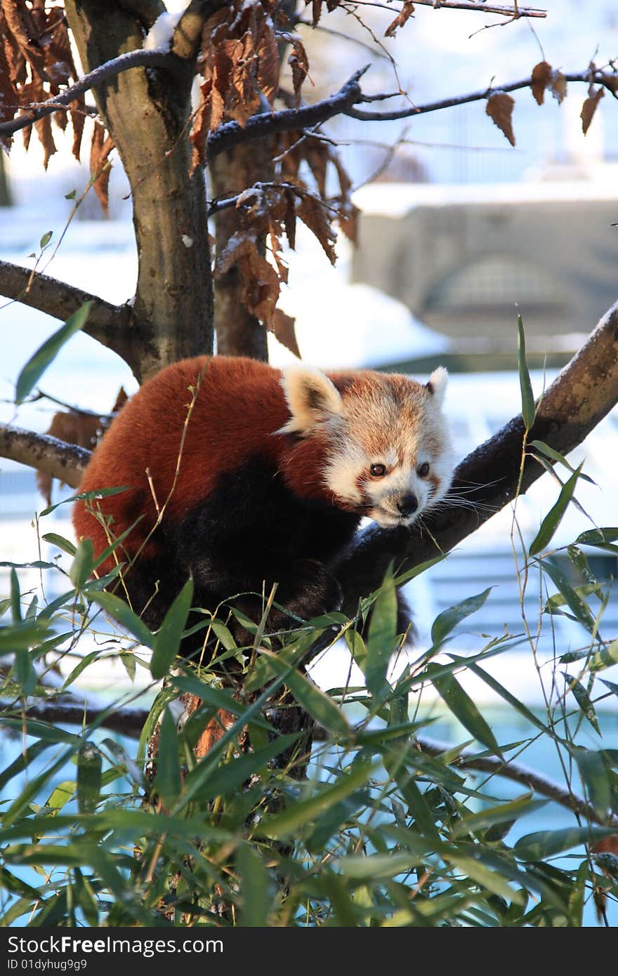 Little red panda on the tree