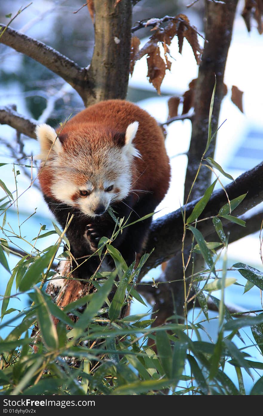 Little red panda eating bamboo