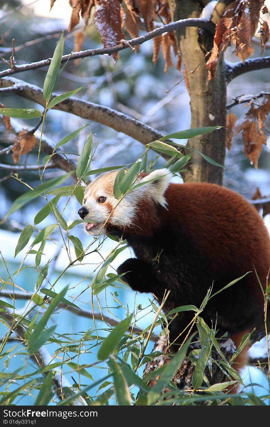 Little red panda eating bamboo