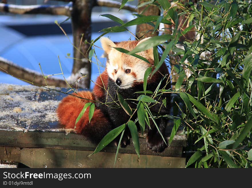 Little red panda behing bamboo tree